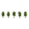 5 arbres feuillus